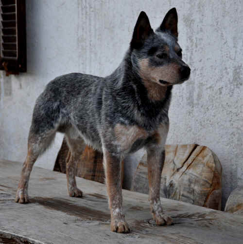 Dog Photo