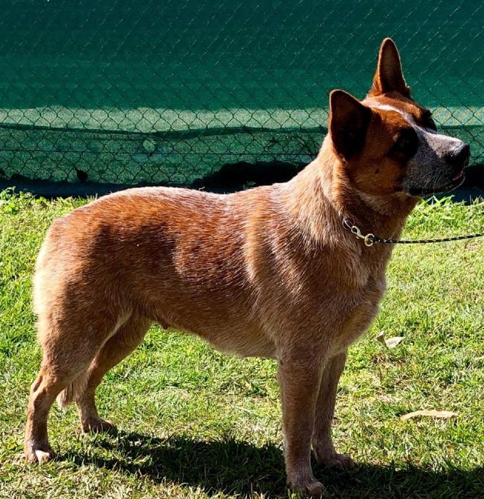 Dog Photo