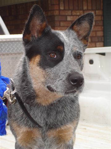 Dog Photo
