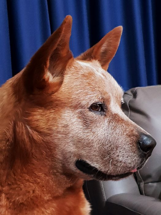 Dog Photo