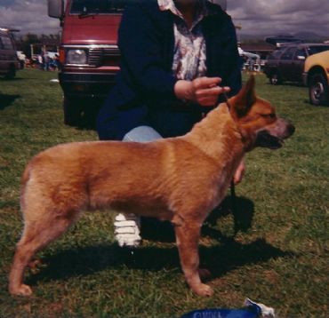 Dog Photo