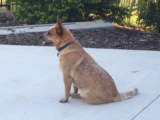 Dog Photo