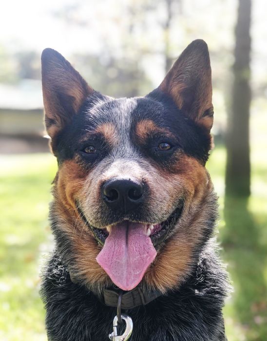 Dog Photo