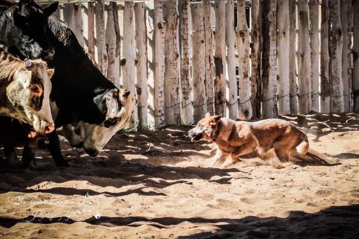 Dog Photo