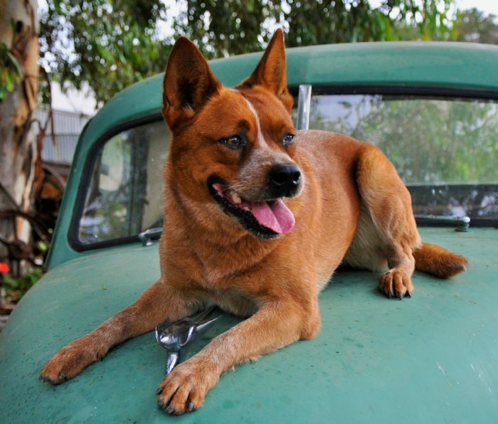 Dog Photo