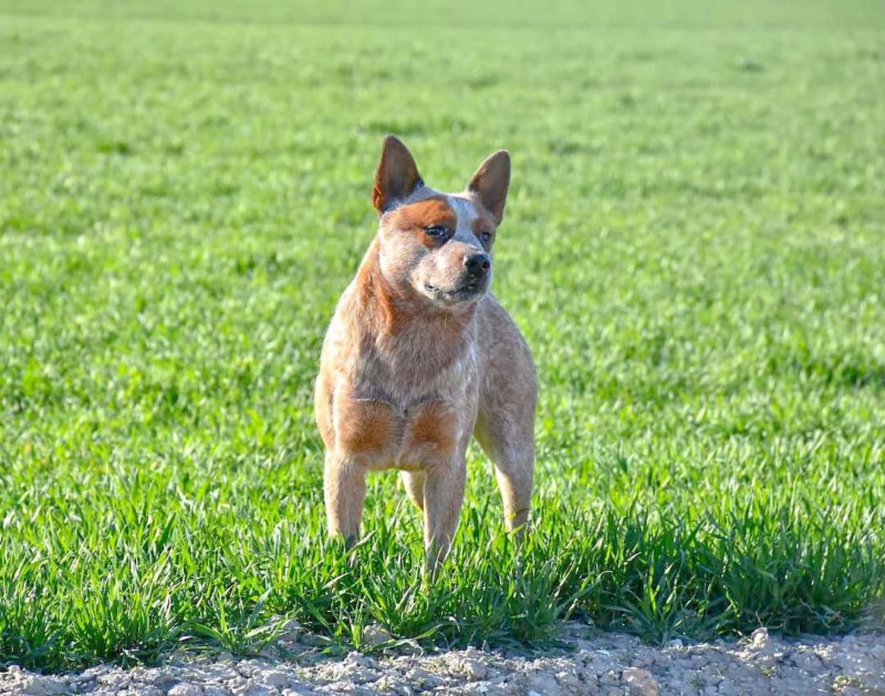 Dog Photo