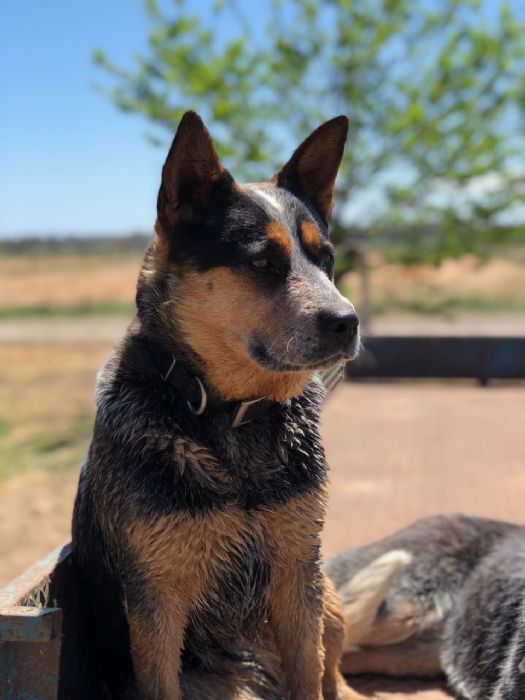 Dog Photo