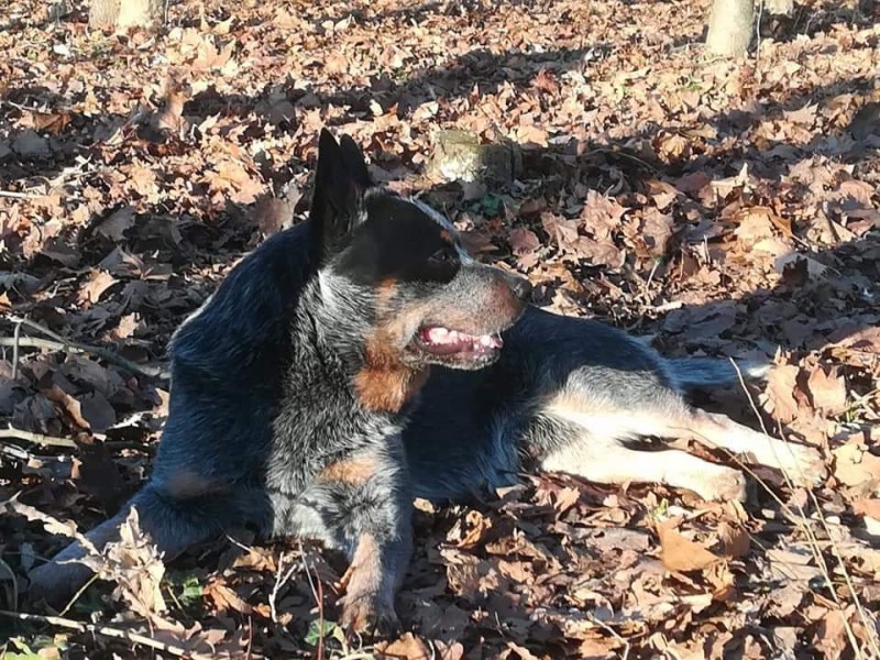 Dog Photo