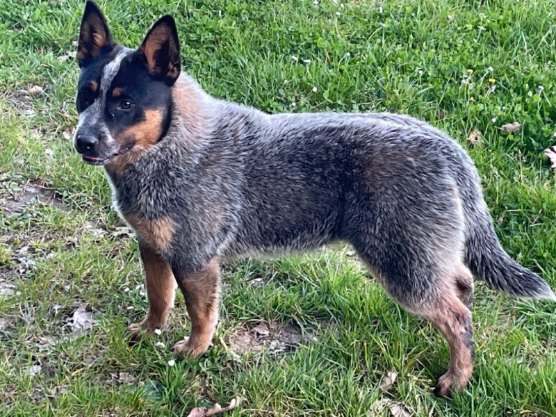 Dog Photo