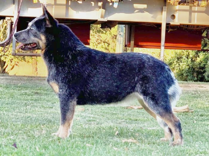 Dog Photo