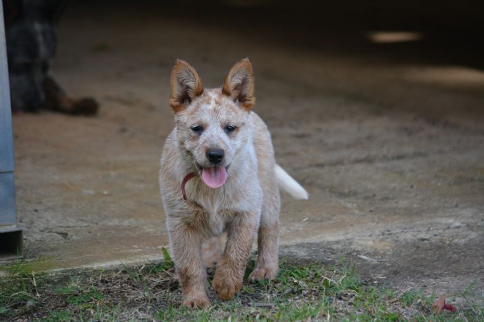Dog Photo