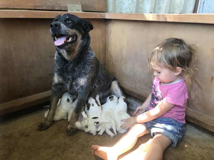Dog Photo