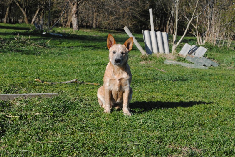 Dog Photo