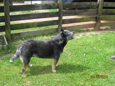 Dog Photo