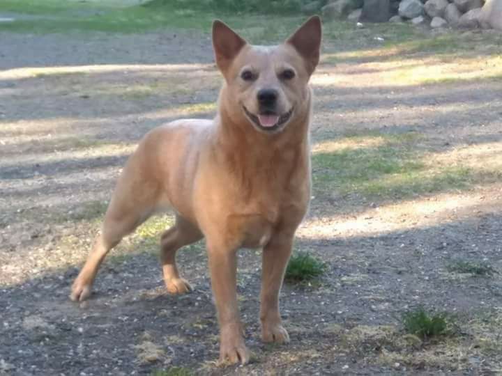 Dog Photo