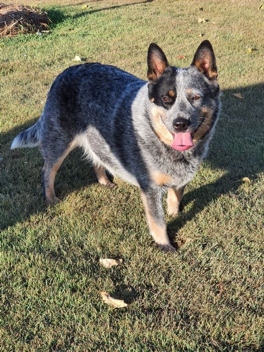 Dog Photo