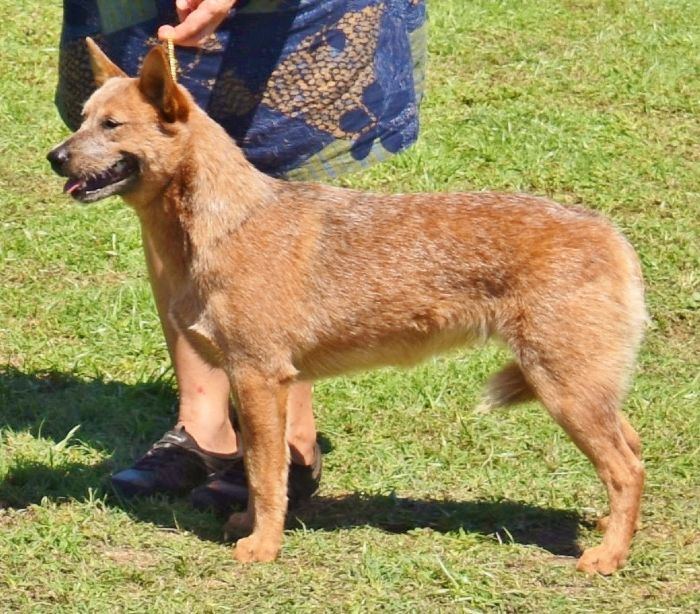 Dog Photo