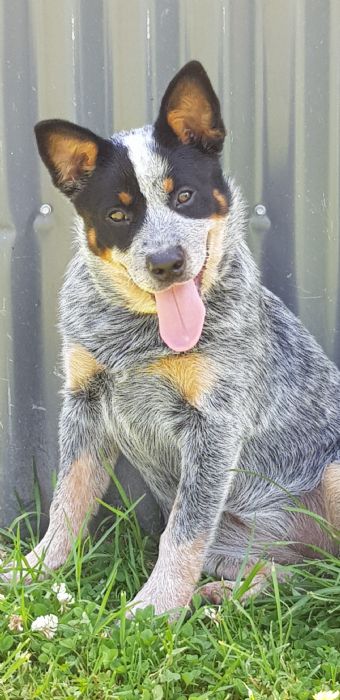 Dog Photo