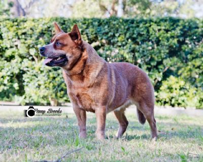Dog Photo
