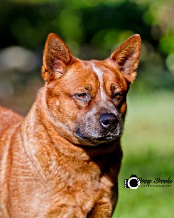 Dog Photo