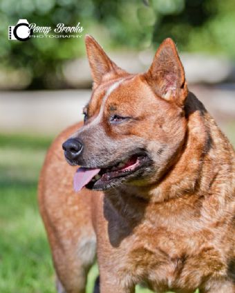 Dog Photo