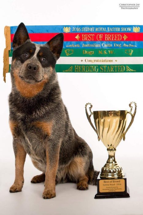 Dog Photo