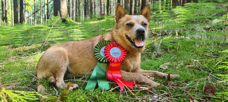 Dog Photo
