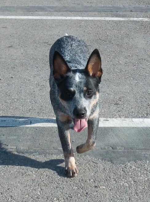 Dog Photo