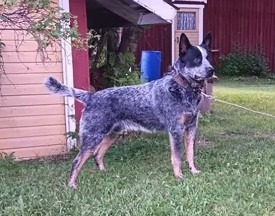 Dog Photo