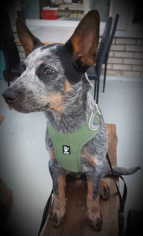 Dog Photo