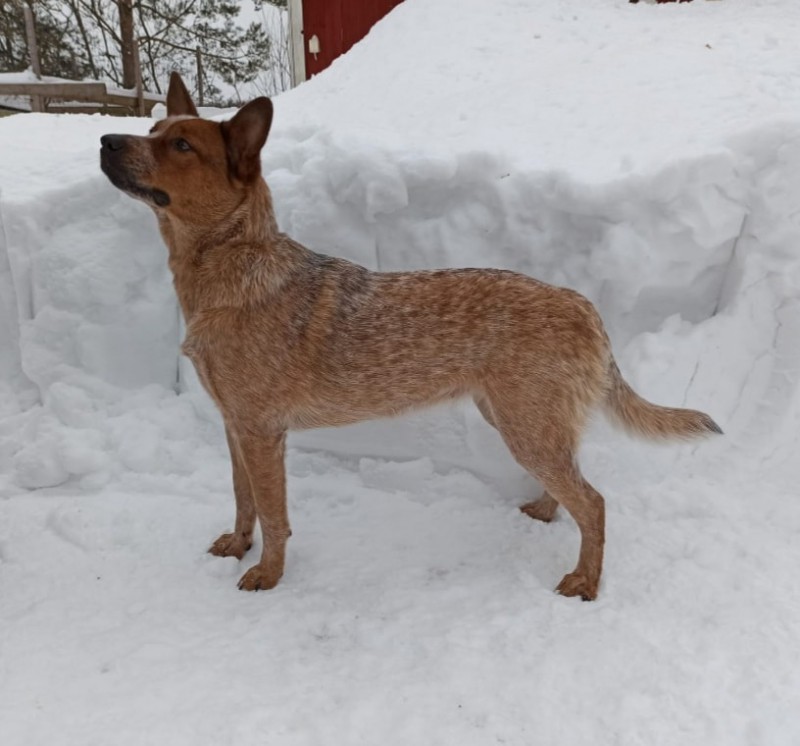 Dog Photo