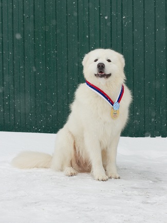 Dog Photo