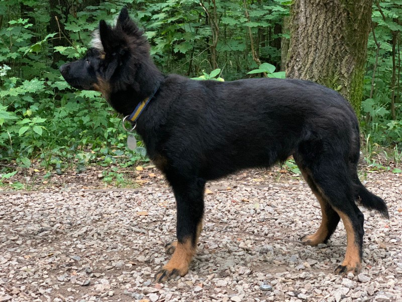 Dog Photo