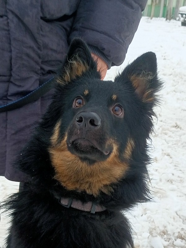 Dog Photo