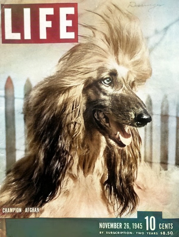 Dog Photo