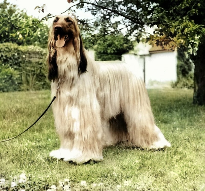 Dog Photo