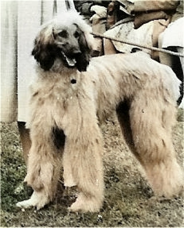 Dog Photo