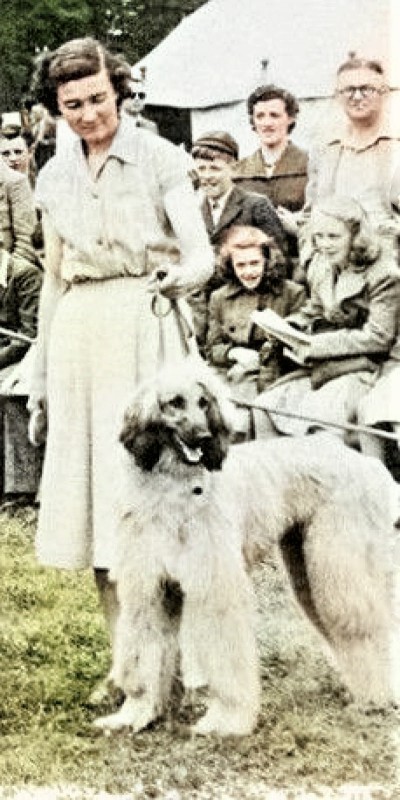 Dog Photo