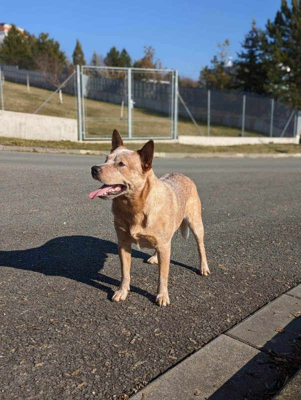 Dog Photo