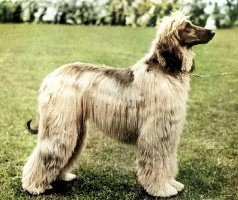 Dog Photo