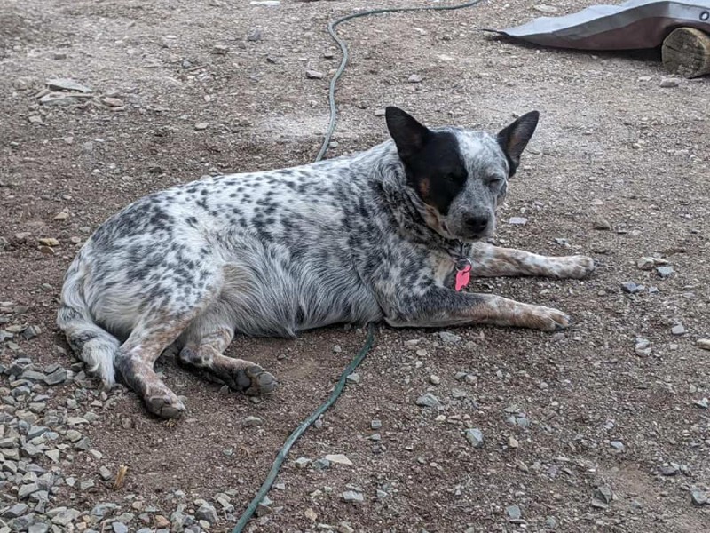 Dog Photo
