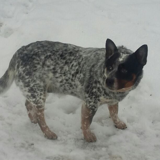 Dog Photo