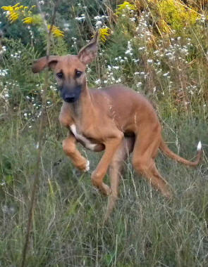 Dog Photo
