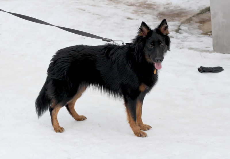 Dog Photo