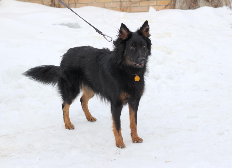 Dog Photo