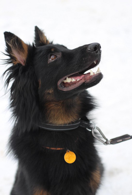 Dog Photo