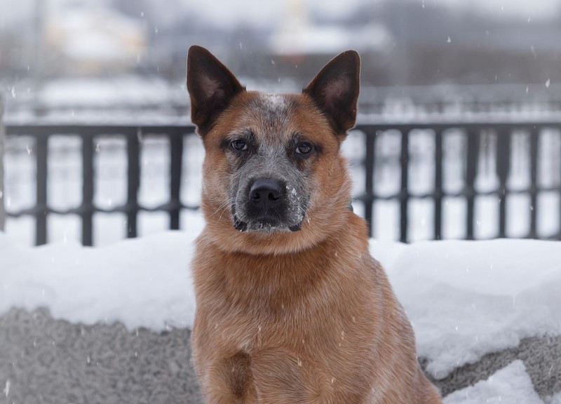 Dog Photo
