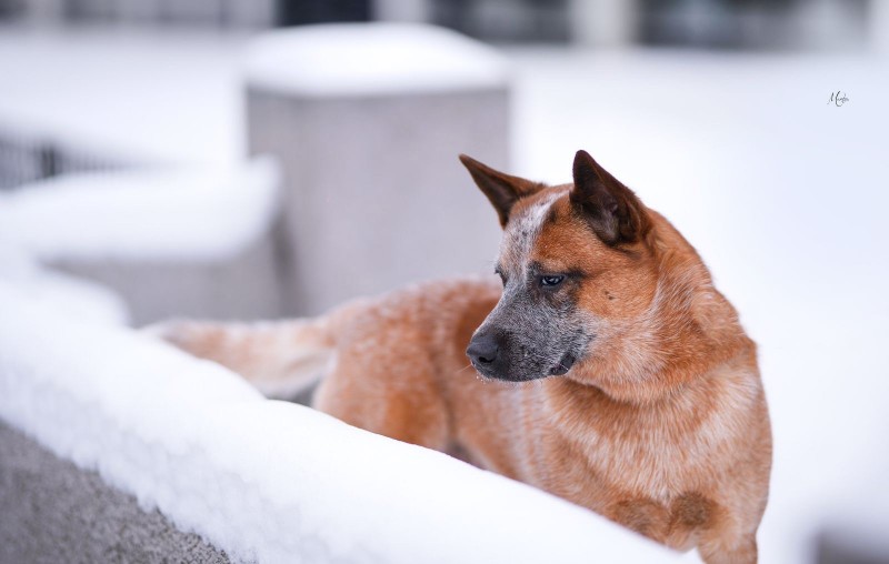 Dog Photo