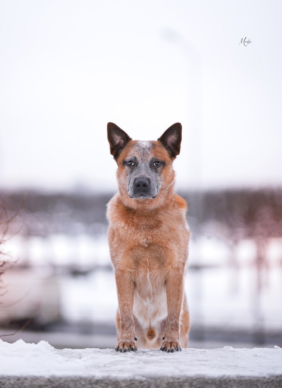 Dog Photo