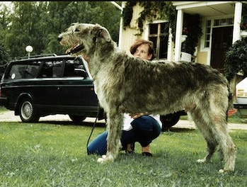 Dog Photo